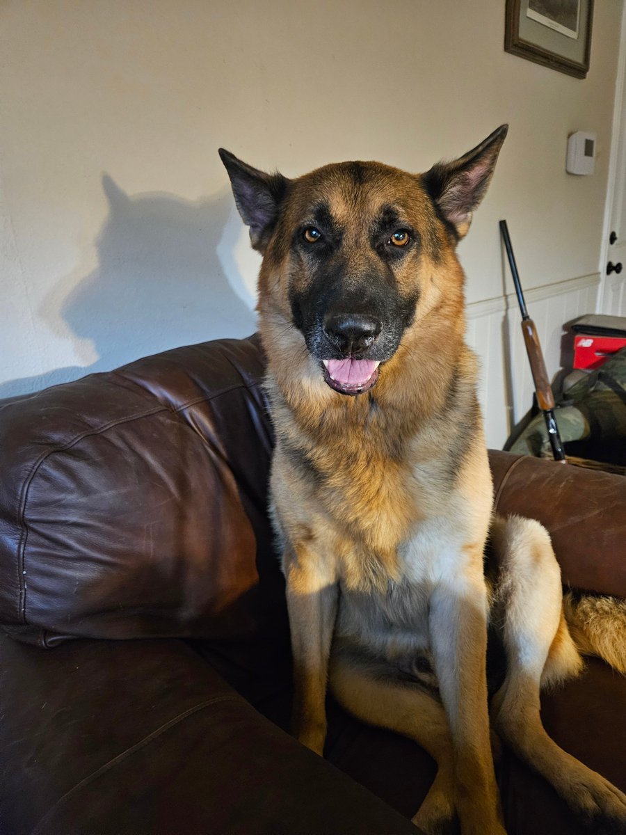 Dogslover41y's tweet photo. This will be Thor's last day. Cancer won. I got up this morning to let him out. Lots of blood. His abdomen wall burst. Sent the vet pics, nothing can be done, too much damage. She said if he's not in pain, let him go on his on. He's not in pain, so I will let him go at home. https://t.co/35aFII2u8m