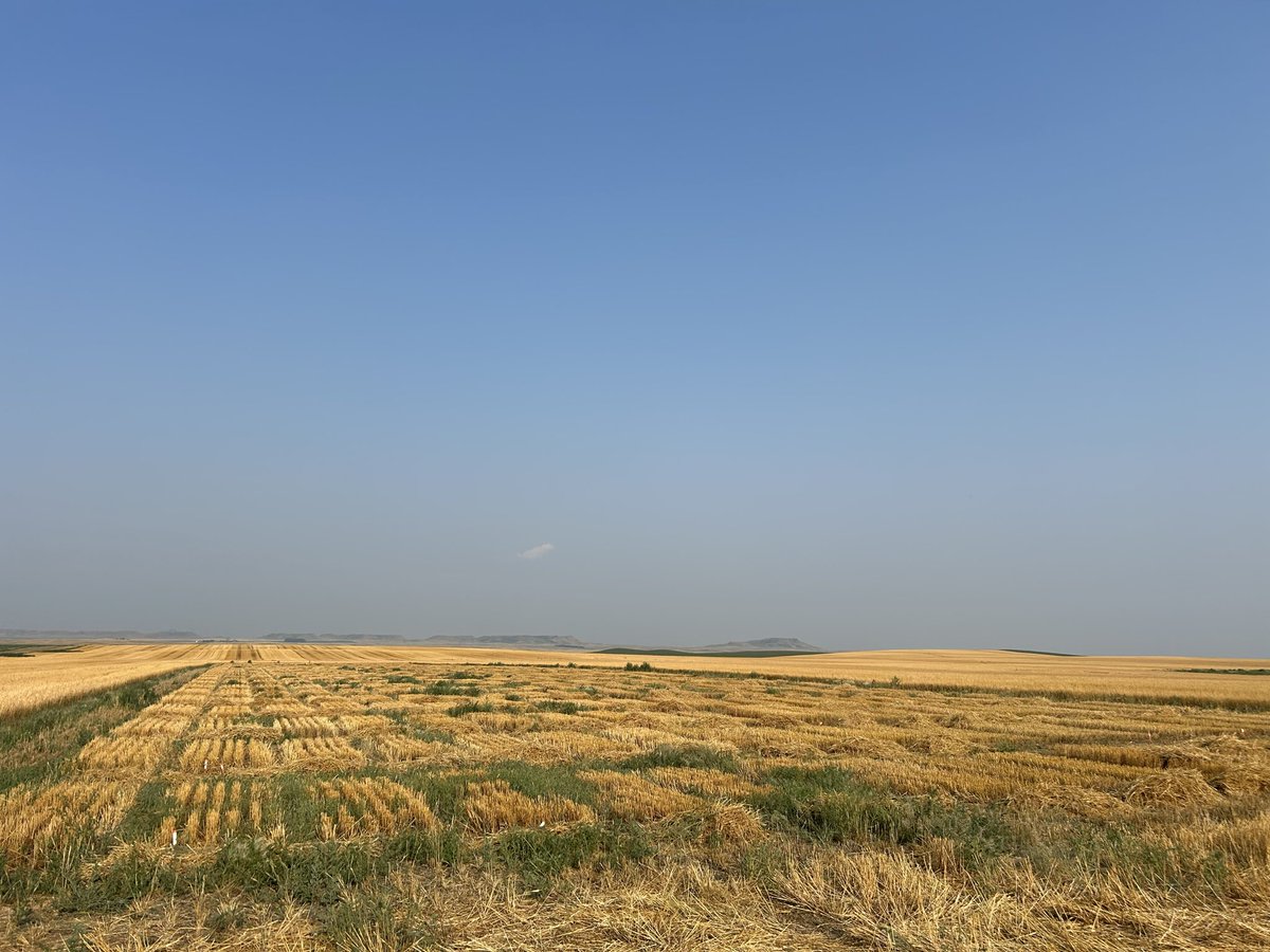WheatInnovation's tweet photo. #TeamWheat harvested McLaughlin location last night (our last location outside Brookings).
Home stretch begins today but may take at least two weeks to wrap up 2026 winter wheat harvest at Brookings, SD @wheatsd @SDState
#ThankYou everyone for giving your best. ❤️🌾🙏 https://t.co/Ar7nQtQeaG