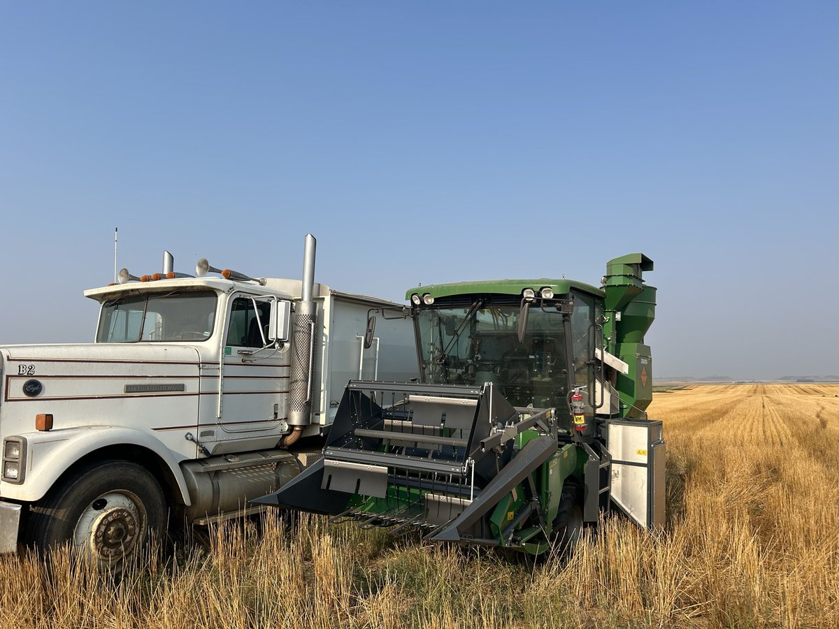 WheatInnovation's tweet photo. #TeamWheat harvested McLaughlin location last night (our last location outside Brookings).
Home stretch begins today but may take at least two weeks to wrap up 2026 winter wheat harvest at Brookings, SD @wheatsd @SDState
#ThankYou everyone for giving your best. ❤️🌾🙏 https://t.co/Ar7nQtQeaG