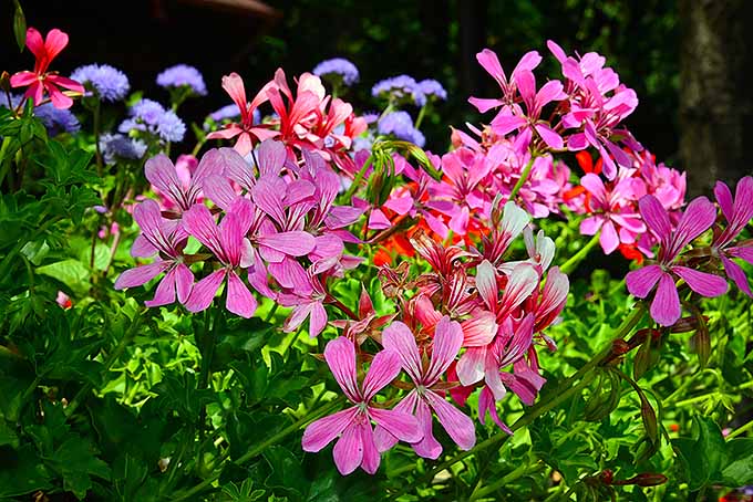 Gardeners_Path_'s tweet photo. Ivy geraniums, with their trailing habit, make a colorful addition to hanging planters and window boxes. Learn how to grow them now, on Gardener's Path: >>> https://t.co/huvSFcpHkO #ivygeranium #windowboxes https://t.co/GS7hvg1a04