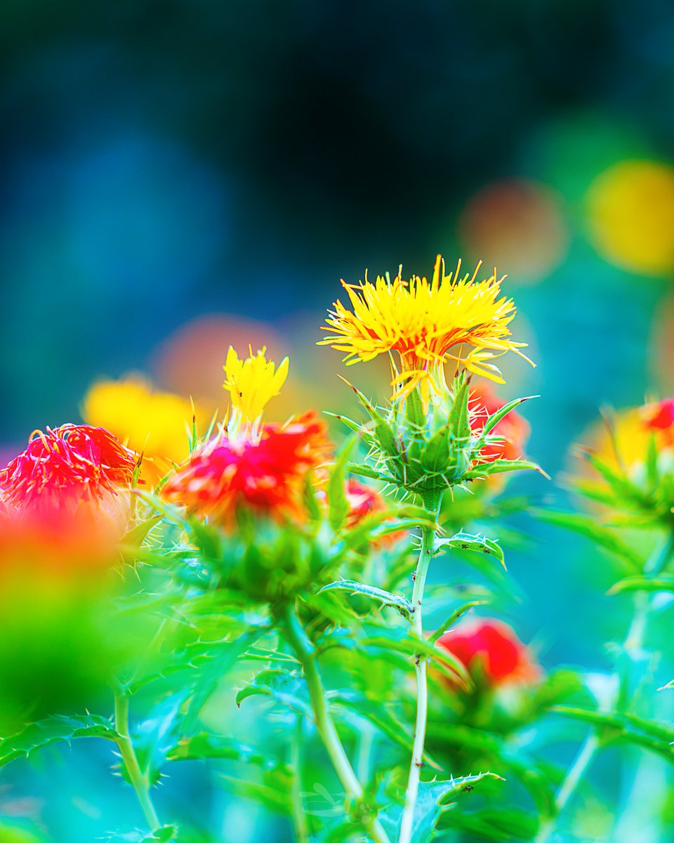 紅花~ #オールドレンズ