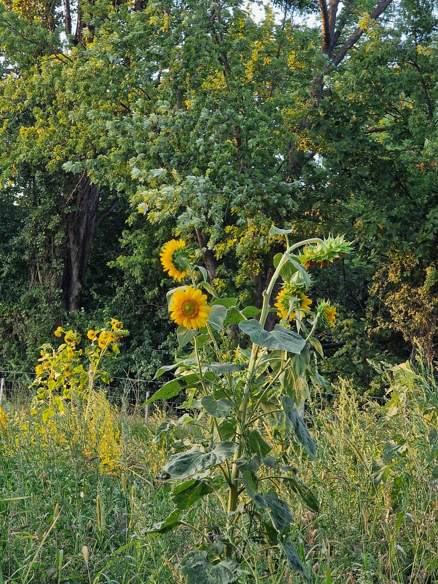 DJairportdisco's tweet photo. Sunflowers in Vienna. 🌻
#sunflowers #favflower #Vienna #summerinvienna #naturephotos #outskirts #dailywalk #julypics https://t.co/KTADuTovGl