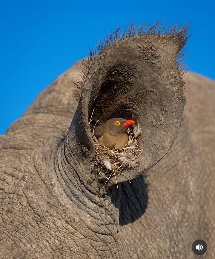 sabirim_'s tweet photo. Imagine being so unbothered that someone builds a whole family home in your ear. 😂

Nature is absurdly creative https://t.co/aFScEH30zc