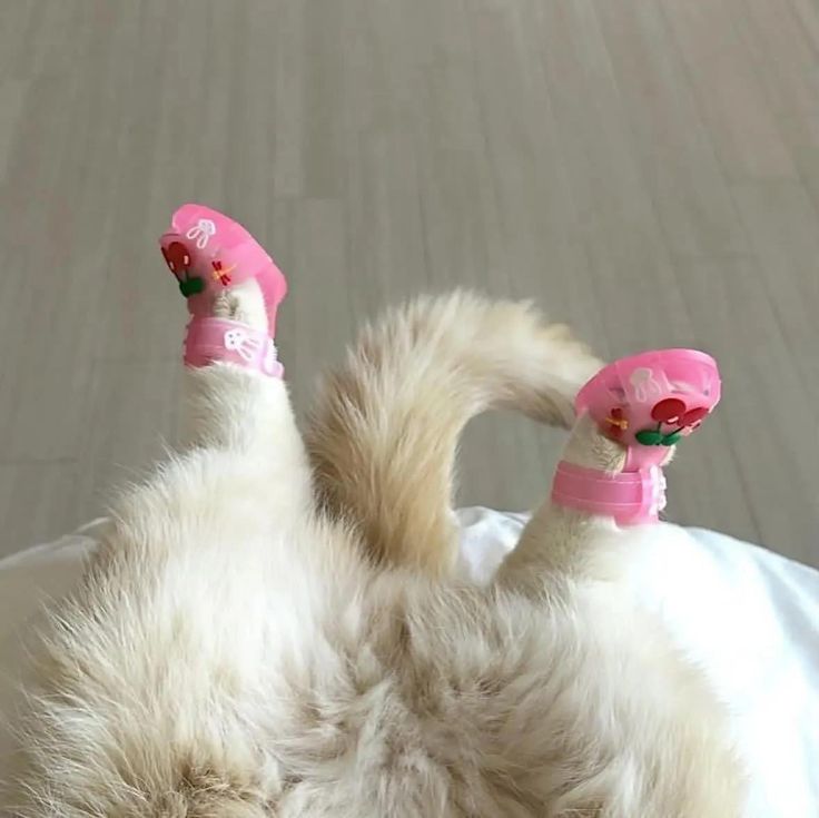 Vibranica's tweet photo. cat slippers https://t.co/7jXtmm7cyU