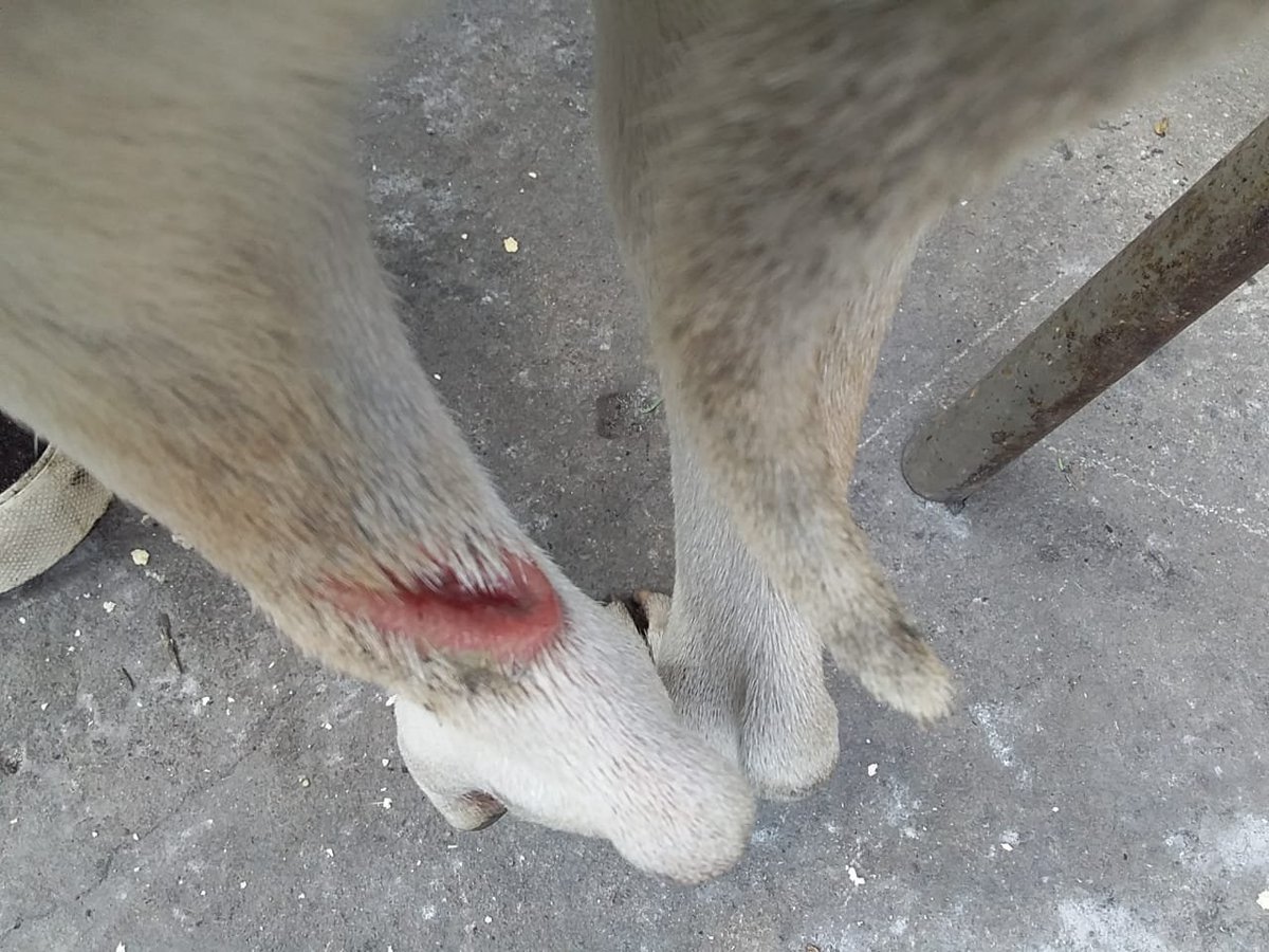 misuperamigo's tweet photo. NO APOYA LA PATA ❤️‍🩹 LA CORTARON 😥🆘️AYUDA PARA TRASLADO FALTAN $60 MIL PESOS Y NECESITA VETERINARIA🙏 SIN AYUDA NO PUEDO RESCATARLA.
ALIAS MISUPERAMIGOFIEL
ALIAS MISUPERAMIGOFIRLOK
BRENDA AYELEN MEDINA https://t.co/5fRhDOfYLt