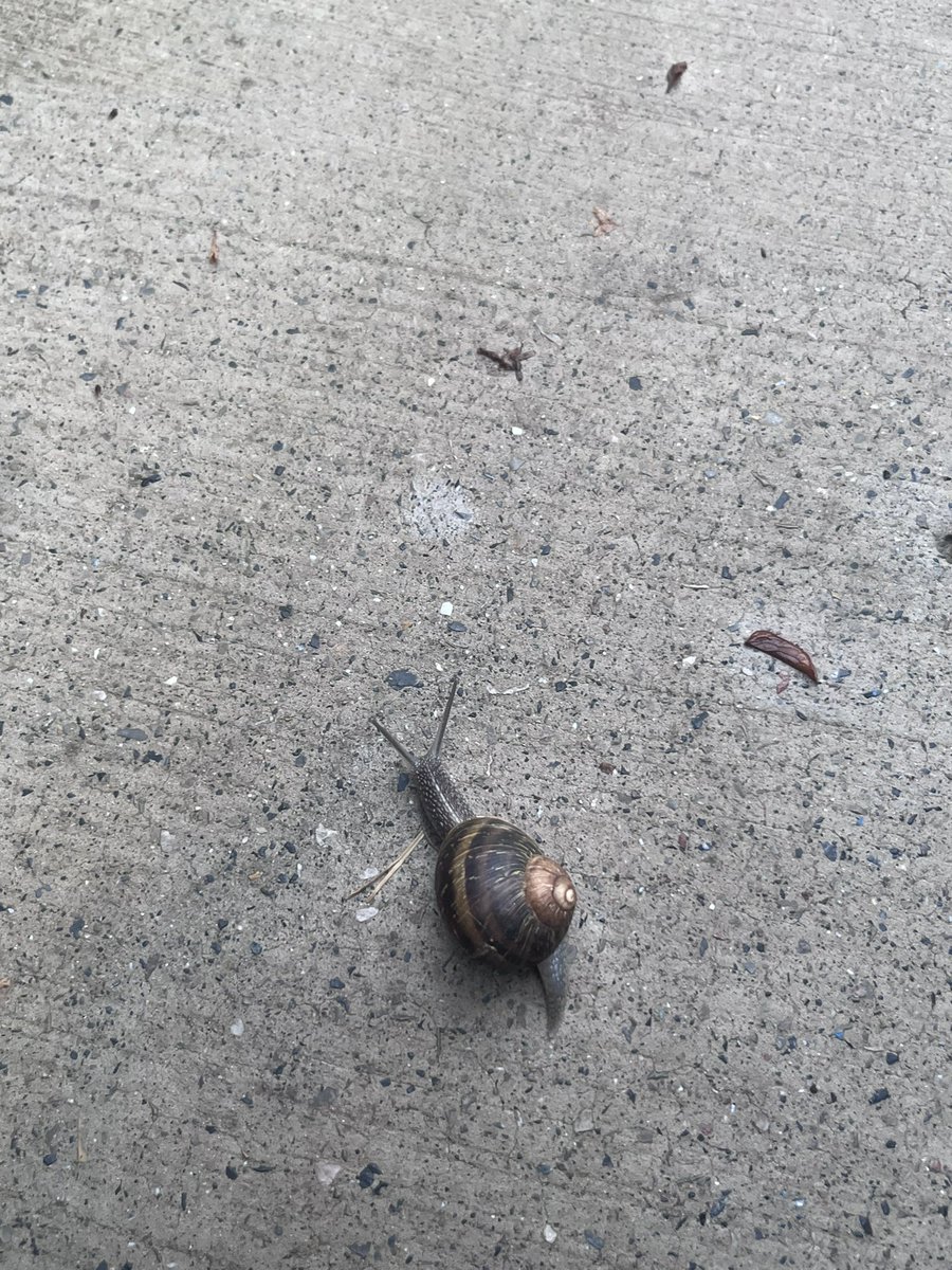 fluttersltt's tweet photo. i love snails mum didnt let me take one home tho:( https://t.co/4W0bbbWqjD