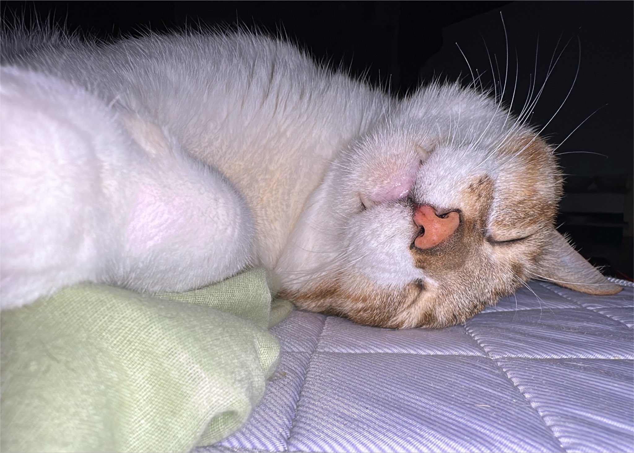 まさむねこ様 もるきち على X: 
