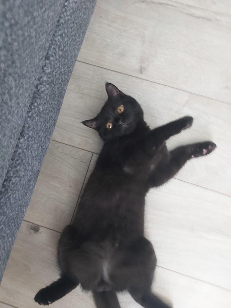 Parkkedisi1's tweet photo. Bahcede buldugum british  erkek kedi.5 aylik civarında erkek british shorthair, daha fazla bakamayacagim astim hastasi var evde balkonda bakıyorum ve cok sıkıldı.Yuva Arıyoruz. 
İstanbul sancaktepe 05337722356 https://t.co/Yr8sPuIyrG