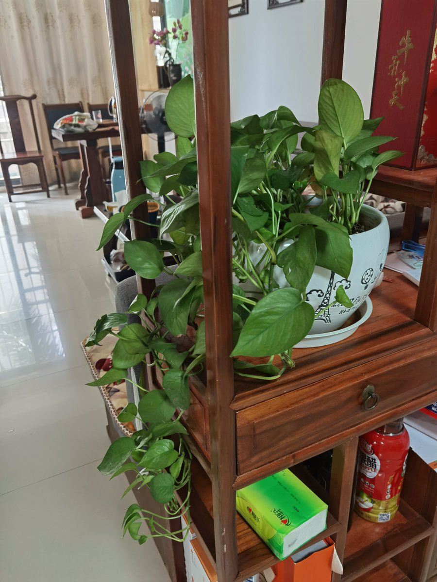 ganeungeoyal's tweet photo. [给家里的绿萝浇浇水，最近长新叶啦，摆在窗边还能吸点甲醛，懒人养绿植也超省心！]， https://t.co/JGt6me2zEf