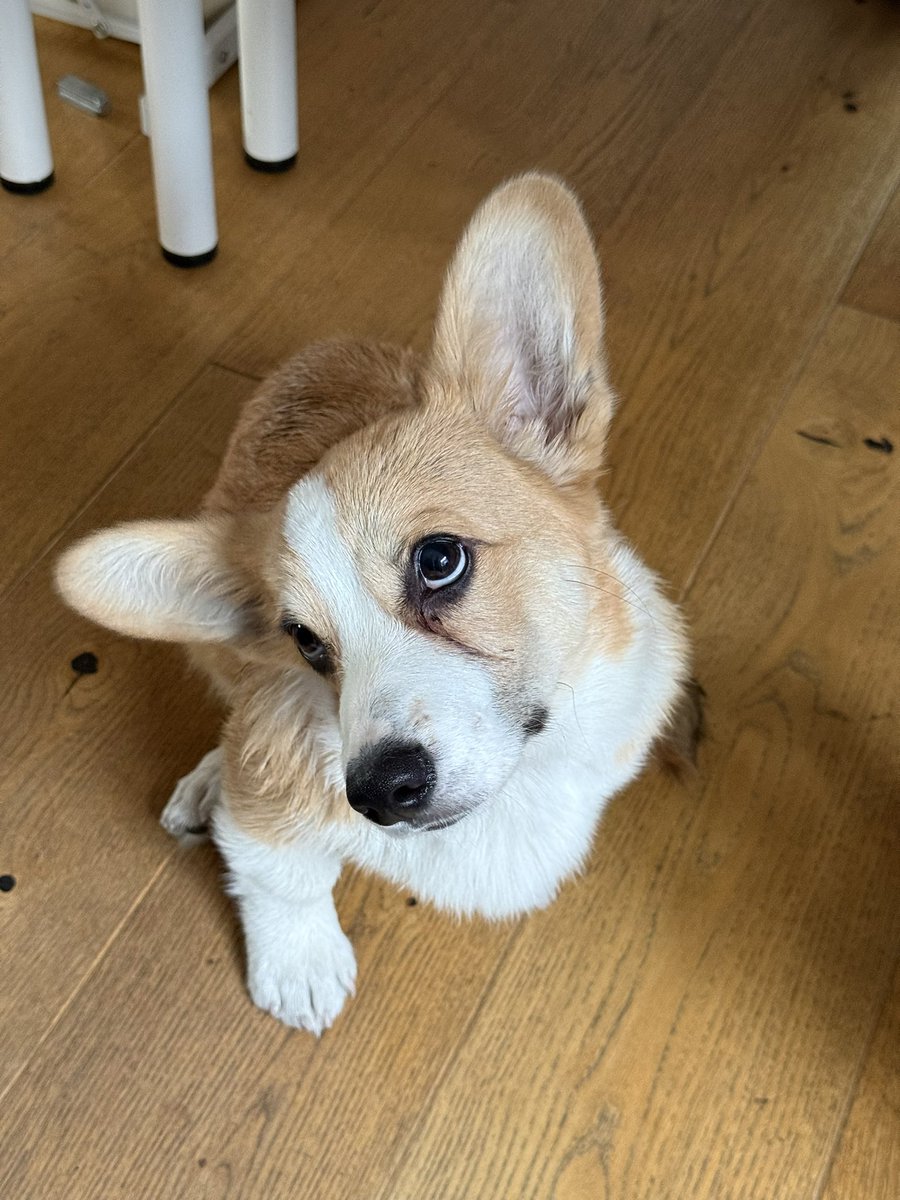 alestyy's tweet photo. Someone help they locked me in the @UseCorgi office and now he won’t stop looking at me like this https://t.co/3V1ZMuKsiM