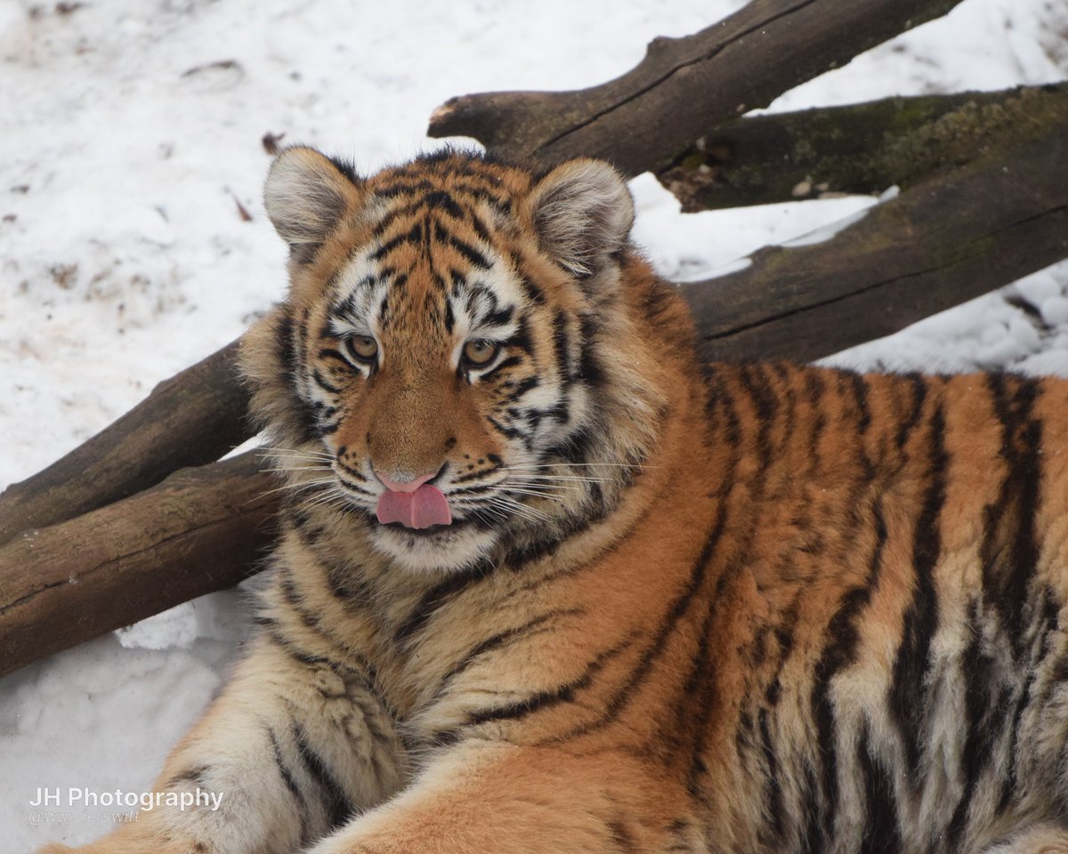 wunderswift's tweet photo. copenhagen tigers for international tiger day <33 https://t.co/kUkOSRmDNr