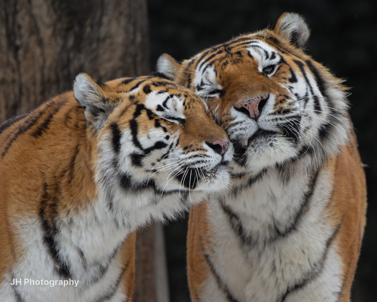wunderswift's tweet photo. copenhagen tigers for international tiger day <33 https://t.co/kUkOSRmDNr