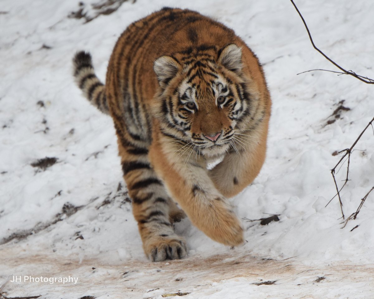 wunderswift's tweet photo. copenhagen tigers for international tiger day <33 https://t.co/kUkOSRmDNr