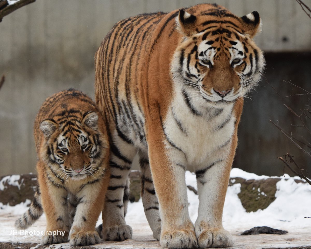 wunderswift's tweet photo. copenhagen tigers for international tiger day <33 https://t.co/kUkOSRmDNr