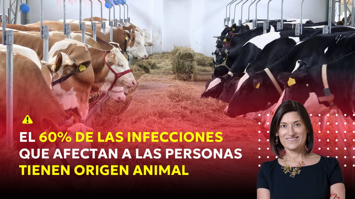hsininfecciones's tweet photo. 🚨 Contra la resistencia antimicrobiana: no podemos solos. 🌎👩‍⚕️

Necesitamos entender la interacción entre personas, animales y medio ambiente. 🤝🐾🌱

La Dra. Irma Egoavil, directora general de @Zoetis , explica por qué Una Sola Salud es clave.

📖 https://t.co/AgIGWmIRtF https://t.co/s315WPGyGA