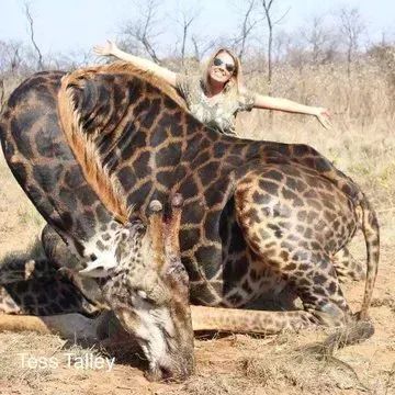 MikeHudema's tweet photo. Why does the world still allow trophy hunting? We've done so much harm already. RT if you think there should be a worldwide ban on this barbaric practice.

Nature is amazing. Protect it. 

#ActOnClimate #climate #TrophyHunting #nature #rewilding #GreenNewDeal #biodiversity https://t.co/zVZkWxkH0N