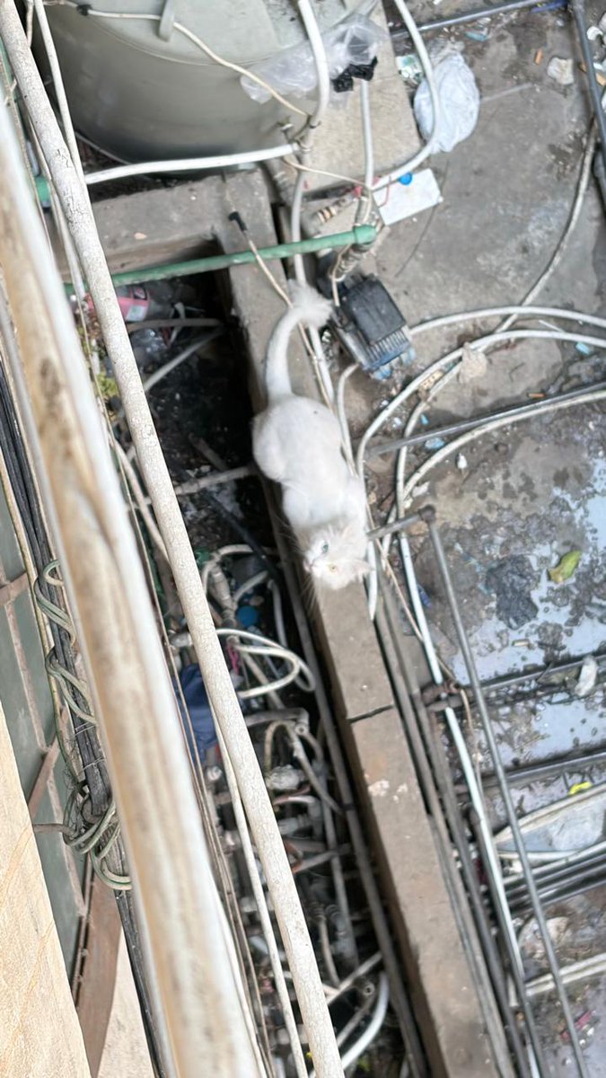walid69855147's tweet photo. بسين مشرد في طرقات مدينة بيروت منطقة المصيطة جميل ومهضوم ،لا اعرف ما جنسه ولكن يبدو أنه ذكر ،  وهو يبحث عن  من يتبناه . للمراجعة : على رقم الهاتف: 71375457 https://t.co/4UnuU4LroO