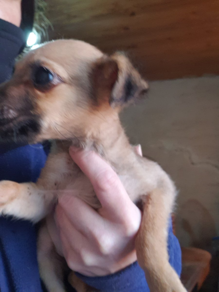 Ye94316774's tweet photo. Son ellas perritas de 2 meses buscan adopción responsable. Tamaño chico de adultas. ❤️
 Llenas de pulgas y garrapatas, compré antiparasitarios y antipulgas para todos. Quedé debiendo $26.000 en la vete 🙏
YESZAM
Alias de yesica zamudio 
Para colaborar https://t.co/kvk5EtMUQB