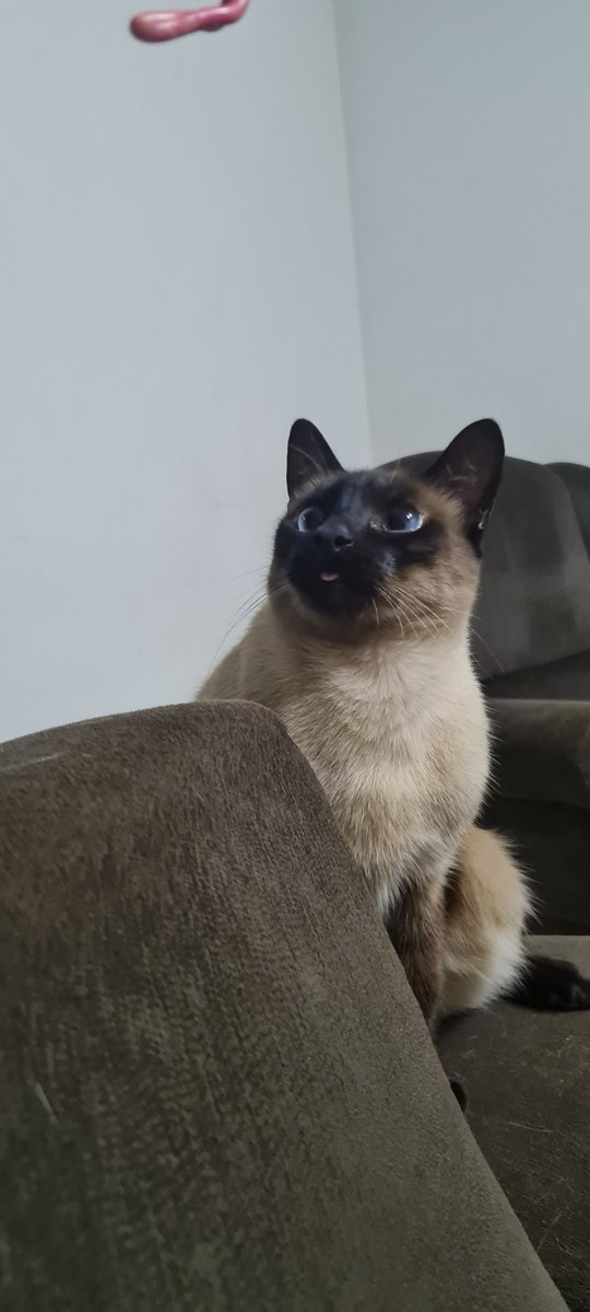 biadasaus's tweet photo. E foi diferente
De verdade, gente, o que eu faço pra resolver?

Não sou eu que mando nessa casa, eu moro em outra cidade pra fazer faculdade e não posso ter bicho de estimação lá.
Tenho medo de qualquer dia minha mãe surtar e soltar eles ou dar pra alguém enquanto eu não estiver https://t.co/FnEsoGek8l