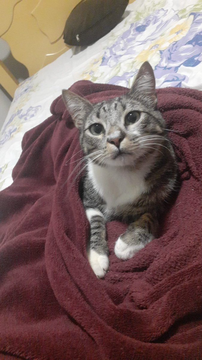 biadasaus's tweet photo. E foi diferente
De verdade, gente, o que eu faço pra resolver?

Não sou eu que mando nessa casa, eu moro em outra cidade pra fazer faculdade e não posso ter bicho de estimação lá.
Tenho medo de qualquer dia minha mãe surtar e soltar eles ou dar pra alguém enquanto eu não estiver https://t.co/FnEsoGek8l
