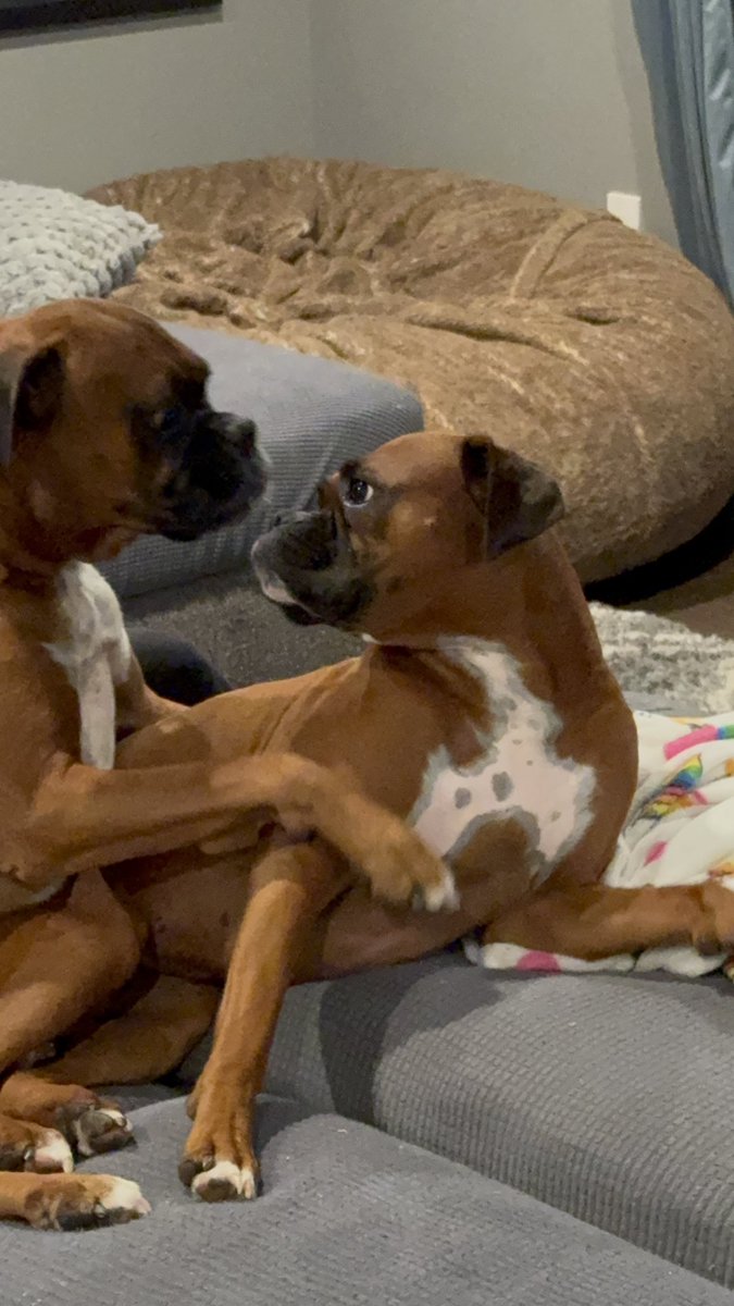 inntothenight's tweet photo. I don’t know what they’re doing but this works for won’t look Wednesday  

#boxerpuppy #boxerdogs #boxerlife 
#boxerlovers #boxersrock #boxersoftwitter #boxerdogsoftwitter #dogsoftwitter #dogsofx https://t.co/2G7Q90IF1g