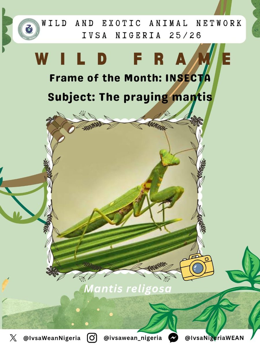IvsaWeanNIgeria's tweet photo. WILD FRAME WEEKLY SERIES 🐍🐆

FRAME: WILD INSECTS 🦋🪲🐞

SUBJECT: Praying Mantis 

One of nature’s most fascinating insect predators. Found in grasslands, gardens, and forest edges, the praying mantis reminds us that even the smallest creatures are vital to healthy ecosystems. https://t.co/1c6Er1l8FV