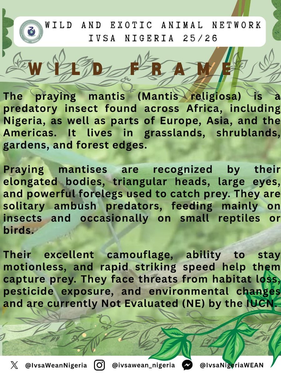 IvsaWeanNIgeria's tweet photo. WILD FRAME WEEKLY SERIES 🐍🐆

FRAME: WILD INSECTS 🦋🪲🐞

SUBJECT: Praying Mantis 

One of nature’s most fascinating insect predators. Found in grasslands, gardens, and forest edges, the praying mantis reminds us that even the smallest creatures are vital to healthy ecosystems. https://t.co/1c6Er1l8FV