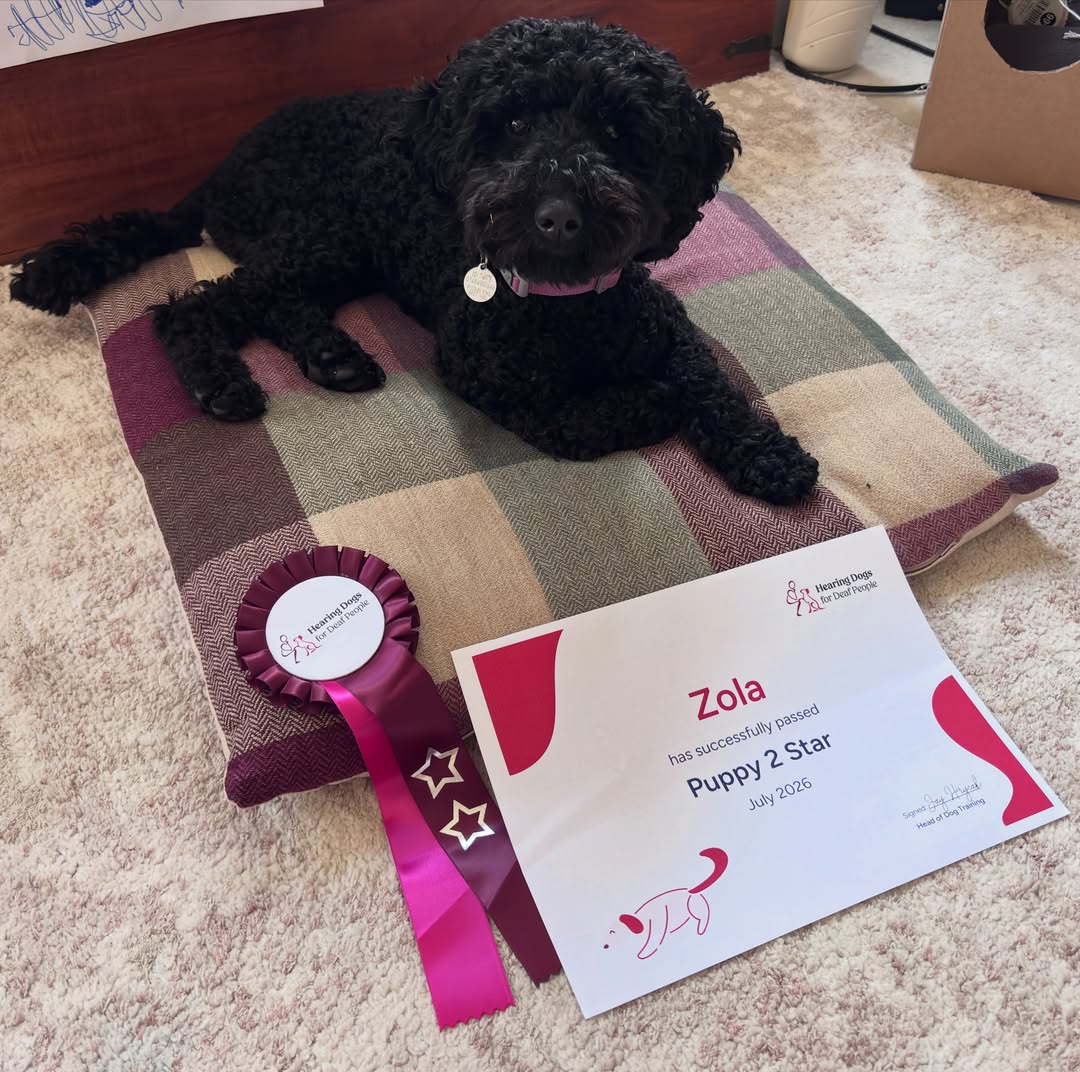 HearingDogs's tweet photo. Congratulations Zola!

She is zooming through her training and has passed the second stage - the Puppy 2 Star ⭐

Now the proud owner of her very own burgundy training jacket, we'll be seeing Zola zip around the shops as she starts exploring public areas.

Keep it up Team Zola 🎉 https://t.co/9TvmPh7Gxs