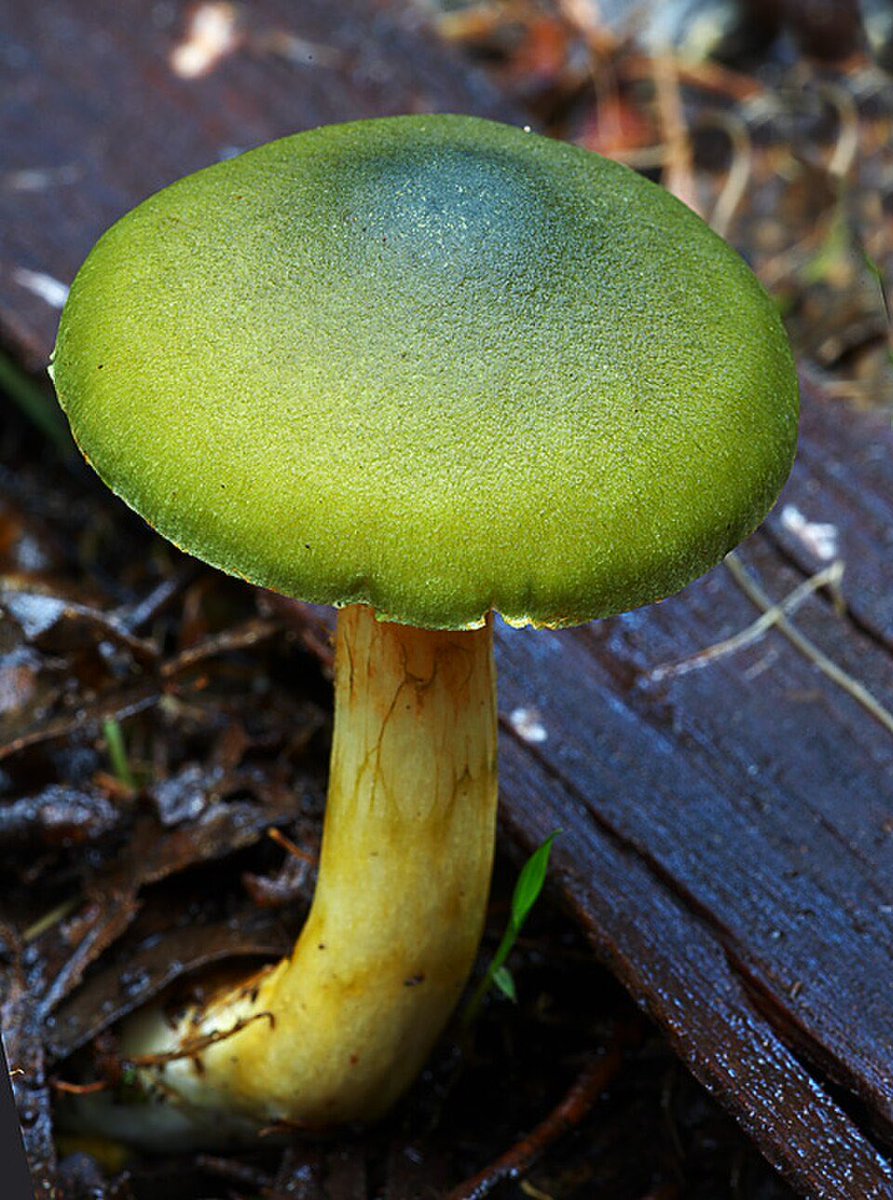ponar15's tweet photo. Taylor Swift albums as funguses. 
A thread 🧵

1. Debut - Cortinarius austrovenetus https://t.co/mJsGgPE8H4
