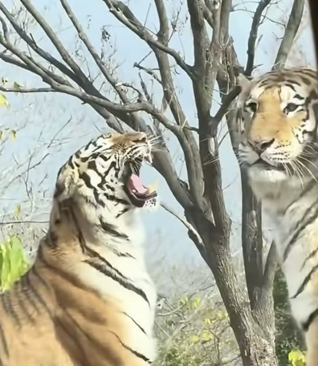mozitygz's tweet photo. Happy Tiger Day!!! I love these big kitties sooo much and I’m so happy to celebrate them today!!! 🐅🐅🐅 https://t.co/XjosVyv3lR