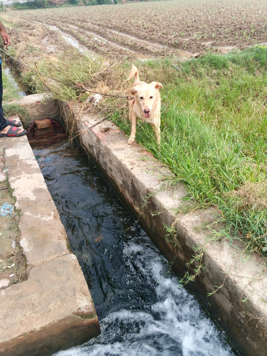 tws_pk2's tweet photo. A few days ago we asked for transport funds for Argos, Ruben and Phoenix. Pleased to say that the dogs arrived at their new home on a farmhouse and now never have to fear any dog culling team.  Thank you for helping these dogs get a new lease of life 💖 #adopted #happyendings https://t.co/AE4euT5gH8