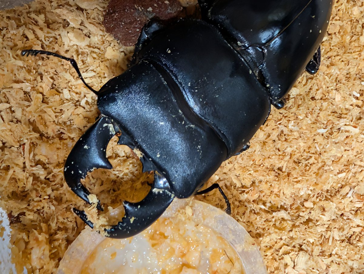 Lamprimadhd's tweet photo. これでまた今日の朝、放虫のおかわりするようなことになったらダイオウヒラタ持ってチンチンちょん切りに行ってくるわ https://t.co/a2C7TSiVqZ