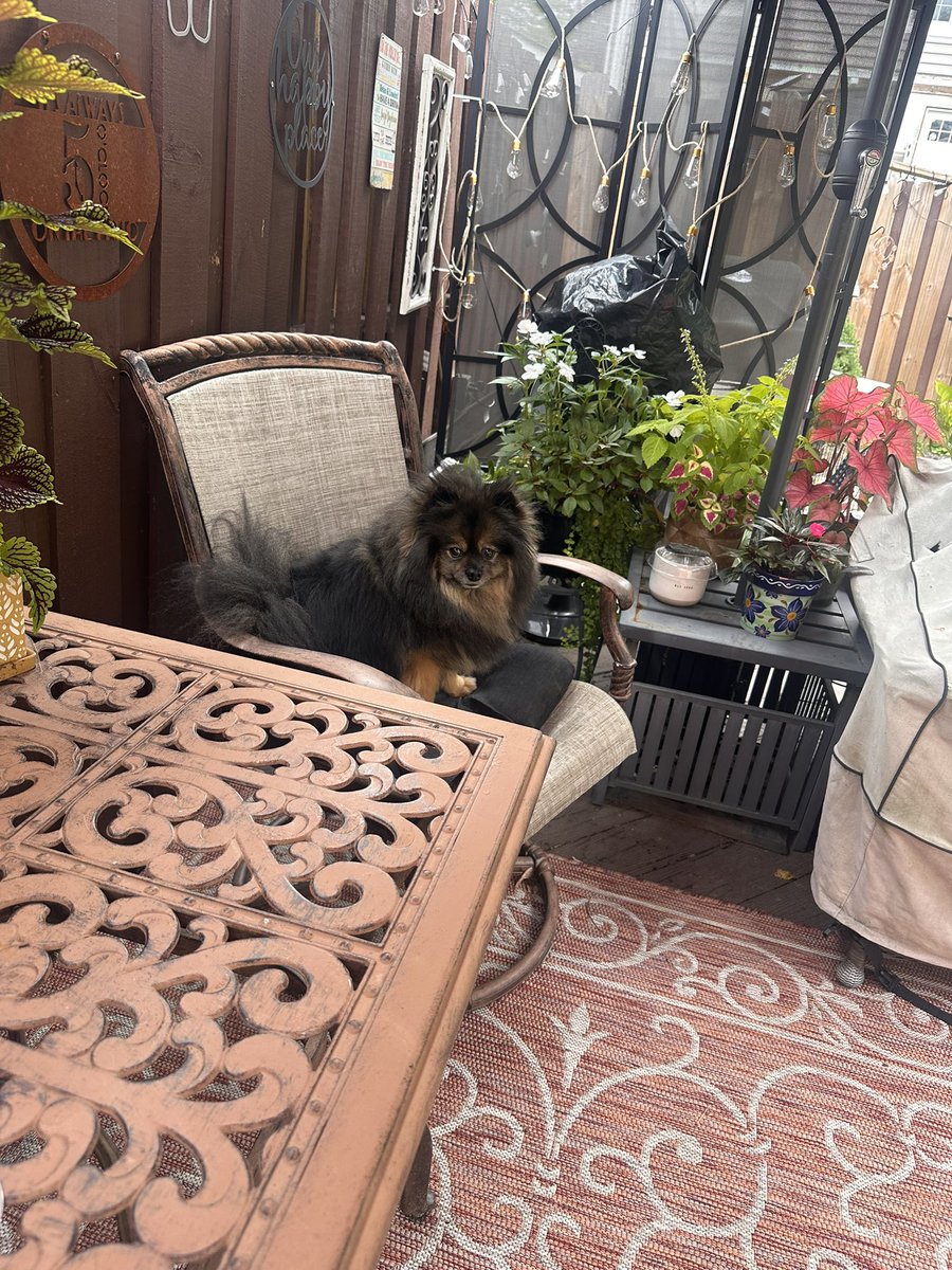 MaryEllenPannWx's tweet photo. 🤗 Feels so nice on the deck right now. Taking advantage of the lower humidity.
🍷Think I need a refill?
🩵 #Barkley is vibing!
✅ Chill music 🎵
✅ Waterfall 💦
#waterfalls #goodvibes #goodvibeaonly #pomeranians #pomeranianworld #pommom #mamasboy #wine #winelife https://t.co/pc6pbmwdaW