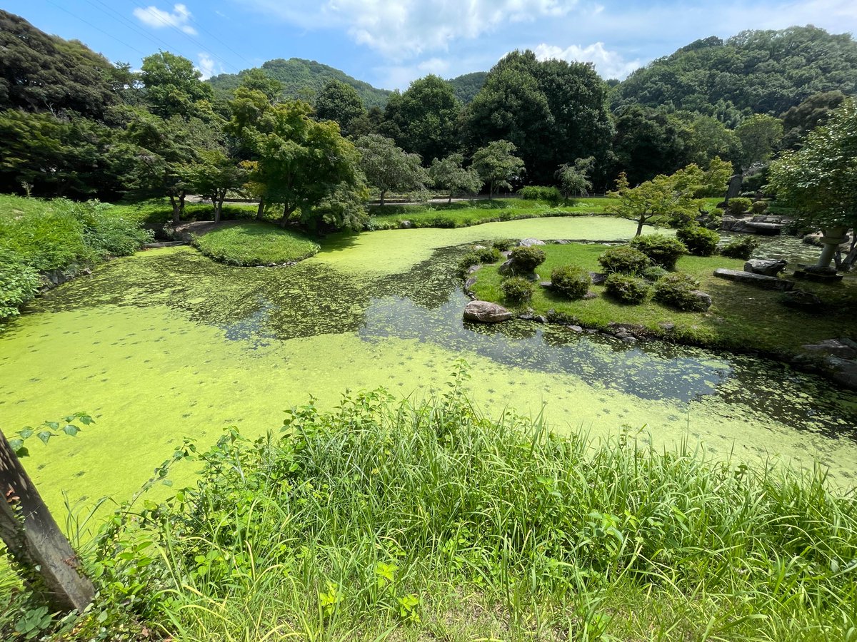 tukitanu's tweet photo. 【 岡山旅行11－吟風閣（1708頃）】
岡山市の北部、足守藩の大名庭園「近水園（おみずえん）」に吟風閣（ぎんぷうかく）があった。池を見下ろす広いバルコニーがある。月見台なのだろう。気持ち良さげなバルコニーだ。

座敷の床まわりがシンプルで美しい。床脇の大小ふたつの地袋を重ねたようなデザインがかっこよい。シンプルで美しくて気持ち良さげでかっこよい。こういう建築を作りたい。

2026.07.16、岡山市足守
https://t.co/yXQeckw8NN