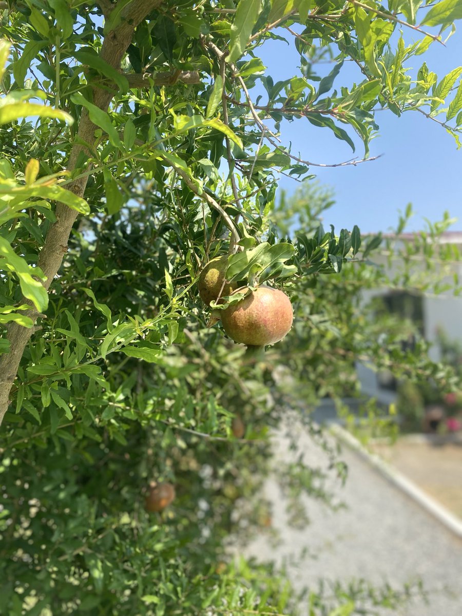 sacmasec's tweet photo. Bugün Datça’da gerçekten bayıldığım bi’ konaklama önerisiyle geldim: Limon Datça 🍋 #işbirliği

🍊 Limon, portakal ve nar ağaçlarının arasında tamamen size ait bir bungalovda, ruhunuzu dinlendirebileceğiniz bi’ yer. Üstelik serpme kahvaltınız bungalovunuza kadar geliyor 🍳  

🥘 Her sabah uyanıp ağaçlardan meyve toplayabilirsiniz. Kahvaltınızı bungalovunuzun önünde, ağaçların arasında, kuş cıvıltıları eşliğinde yapabilirsiniz. 

🏖️ Bungalovların içi iki katlı. Üst katta yer alan yatağınızdan uyandığınızda tabandan tavana kadar olan camlar sayesinde mis gibi bir yeşilliğe gözlerinizi açıyorsunuz. Alt katta ise oturma grubunuz, küçük bir dolabınız ve şık bir tasarıma sahip banyonuz var. Fotoğraflarını gönderinin altına ekleyeceğim.

🌳 En güzeli de tüm bungalovların önünde verandası, yatarak keyif yapmak için kırlentleri ve yemek için masaları var. Sabahları bu masaya güzel bir serpme kahvaltı geliyor. Sonra ver elini Datça’nın tatlı koyları…

🚪 Sahipleri her eve bir meyve ismi vermiş. Biz “Mandalina” isimliyi gördük. Liste Kumkuat, Bergamot, Greyfurt diye büyüyor. 

⛱️ Burası doğayla iç içe bir tatil yapmak isteyen, mümkünse arabasıyla seyahat edenler için daha uygun. Çünkü Limon Datça, merkezin üstünde Reşadiye köyünde yer alıyor.

🌿 Peki biz nasıl bulduk burayı?

Normalde anonim olmayan ve şuan paylaşım yapmadığımız Instagram hesabımız nedeniyle davet etmişlerdi bizi. Sahipleriyle oturup güzel bi’ kahvaltı etmiş, Mandalina’da çekim yapmıştık. Ama yaparken de misafirleri, ortamı doyasıya gezdik. Yani 3 yıl öncenin olmuş bitmiş bir işbirliğiydi. Ama gerçekten beğendiğim için şimdi açtığım bu hesapta da gönüllü olarak paylaşmak istedim. Yine de uyarı olarak #reklam diyelim ✨

🍪 Sorularınızı beklerim. Eğer beğenip takip ederseniz #Datça’da ve gezdiğim yerlerde kaldığım güzel evleri, butik otelleri anlatmaktan mutluluk duyarım.

#seyahat