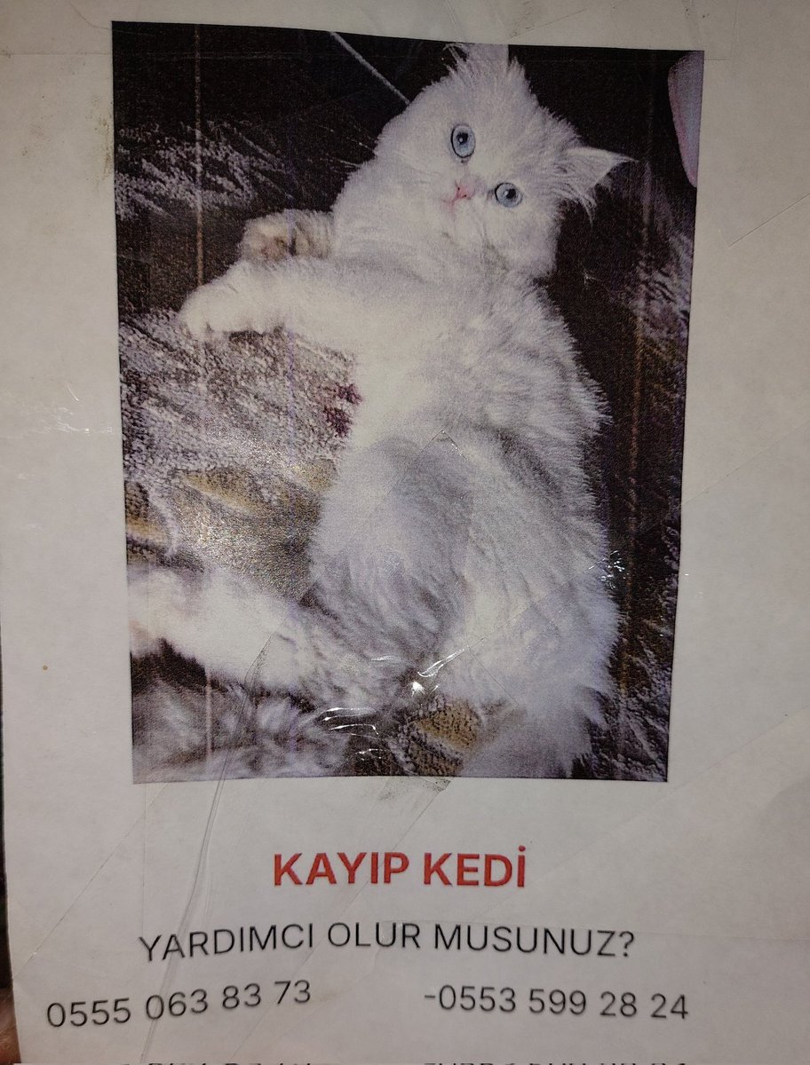 ABiwgulA's tweet photo. Beylildüzü /Yakuplu'da kaybolmuş sahibi heryerde arıyor,paylaşabilirimisiniz?
@FYumos https://t.co/dEbdpgglt7