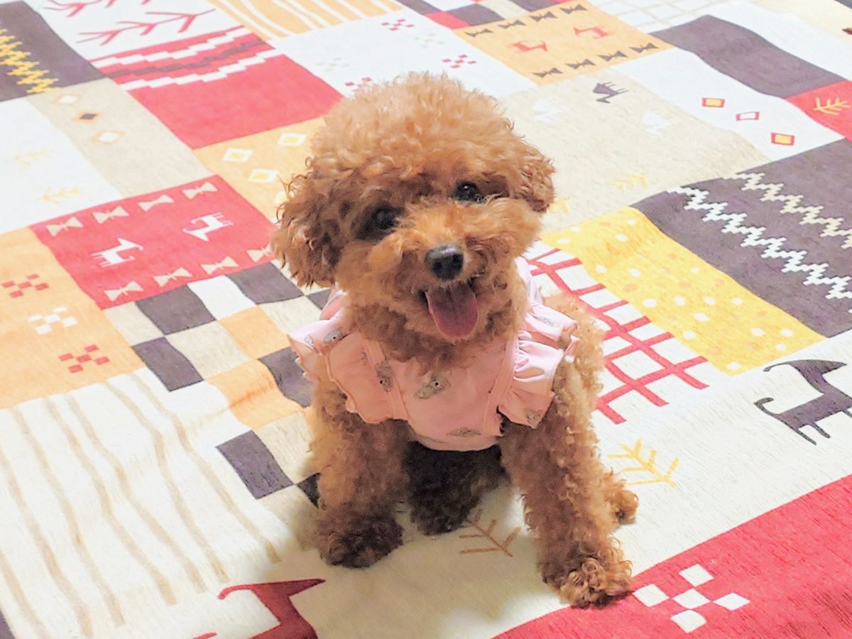 Banbianchan's tweet photo. 🎑27.5℃西風満月散歩🐾

今夜も月が綺麗ですね🐩~🌕✨
蒸し暑さが戻る蝉の鳴く夜は明るく

今日もありがとう♡
お疲れさまおやすみなさい💤

熊本地震で被災された皆様に1日でも早く平穏な日常が戻りますように🙏

#犬のいる暮らし　#バックムーン🦌🌕 https://t.co/nDMjgwkzcn