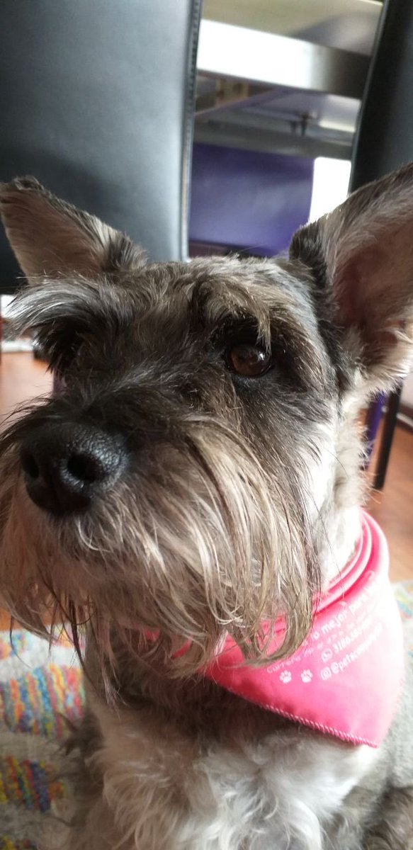 almendrudis's tweet photo. @Guarromantico_ Almendra, almendruda, engrudo, nenis, señorita fu fu ❤️ https://t.co/Y1RYnhfPRn