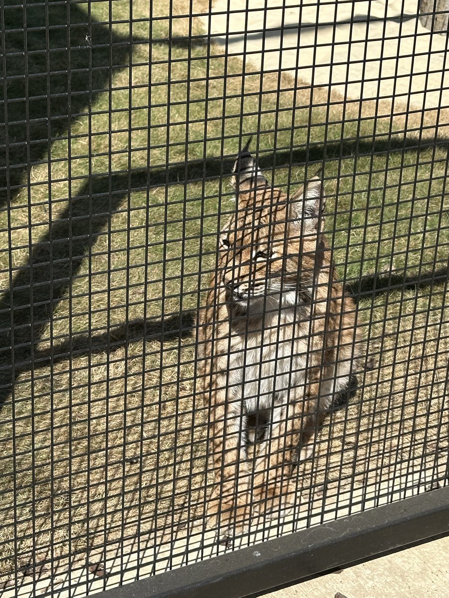 volknaaj's tweet photo. Went to see some kitties today https://t.co/PZMag7fZfC