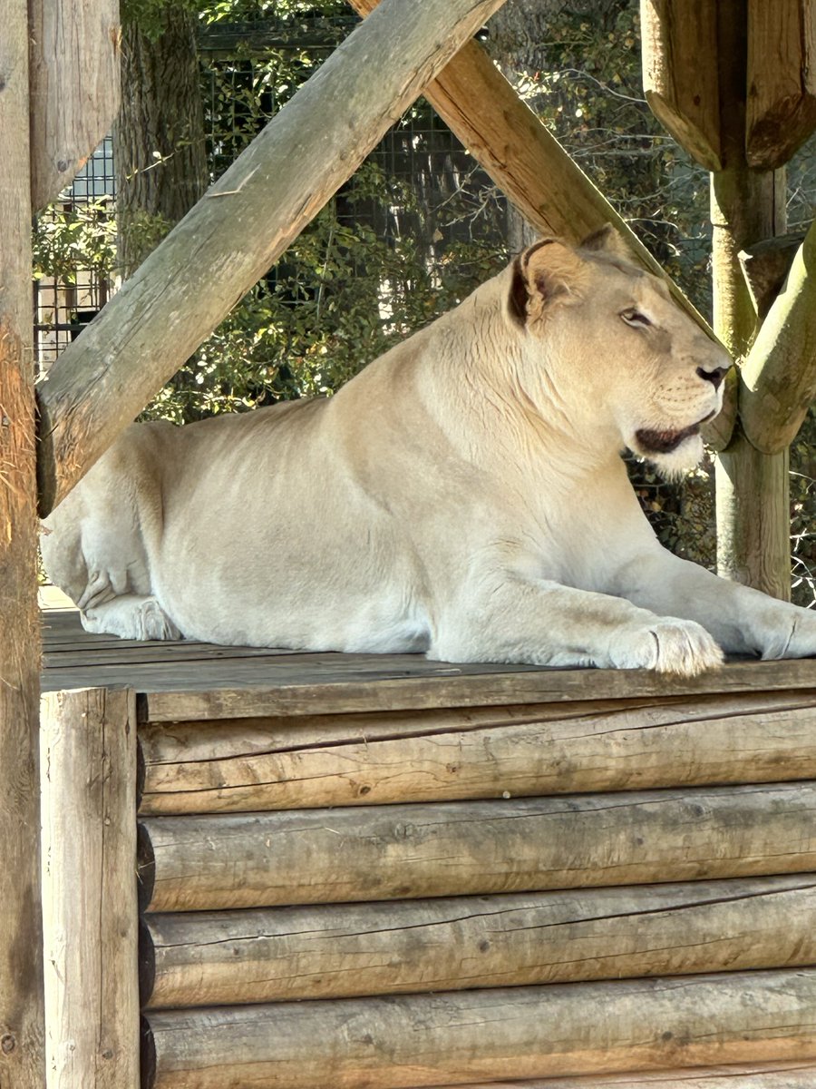 volknaaj's tweet photo. Went to see some kitties today https://t.co/PZMag7fZfC
