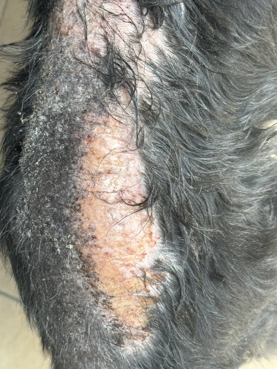 dotslondon's tweet photo. UPDATE ON OUR BEAUTIFUL GIRL ❤️🐾
Following on from our recent post about the dog who came into our care after suffering extreme cruelty, we wanted to share an update.
Yesterday, she attended the vets for a bandage change and a full health check. Following her assessment, we have had to introduce further medication for her eyes, and specialist food has been ordered to help her safely build up her weight and regain her strength.
There has also been a suggestion from the police that the severe skin damage on her back may have been caused by boiling water being poured onto her skin. This has not been confirmed, but the possibility is deeply distressing and makes this already heart-rending case even more difficult to comprehend. Patel was severed with a bread knife her weight is so low this is why we’ve had to bring in special food. Her body score is 2 out of 9. 😢 

Her veterinary appointment, treatment and ongoing care yesterday came to a cost of £202.11 to the charity. 
This is only the beginning of what may be a long journey of recovery, and she will continue to need veterinary treatment, specialist food, medication, patience and lots of love.

Despite everything she has endured, today she started tapping her feet when she saw our staff. Such a small gesture, but one that meant so much to us. It is a sign that she may be starting to feel safe and that she is beginning to trust the people caring for her. 

We bought her a lovely cuddly toy, along with some treats and fresh chicken , simple comforts that every dog deserves, but which may be completely new to her.

This is truly one of the most heart-rending cases we have encountered. Seeing the condition she arrived in has been incredibly difficult, but those little moments of trust and happiness remind us why we will keep fighting for her.
If you are able to support her ongoing care, no matter how small the donation, it would mean so much. Every contribution will help us continue providing the veterinary treatment, medication, specialist food and care she desperately needs.

Thank you to everyone who has shown her love, support and concern. We will continue to keep you updated as she begins her journey towards recovery. 

Please donate if you can, and share her story to help us reach more people.

https://t.co/EgvWWRSQtK