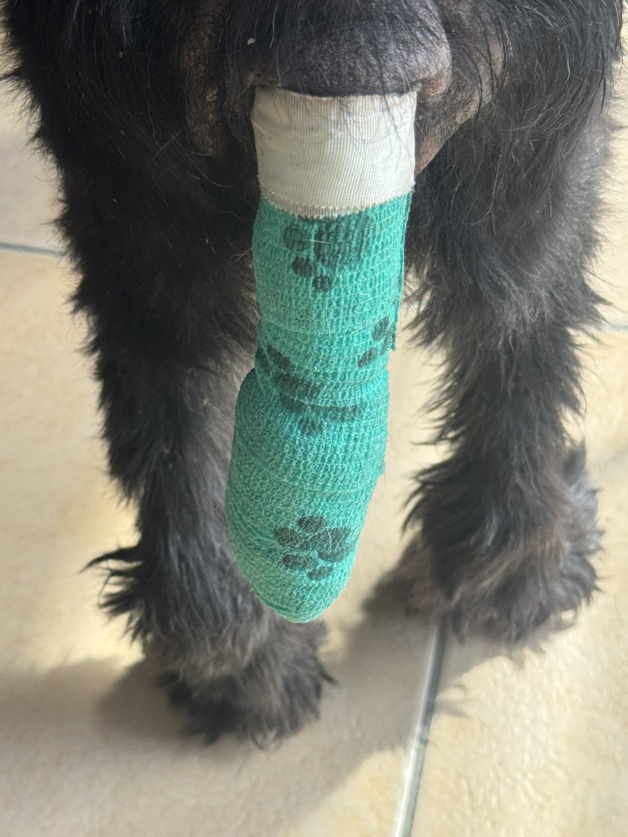 dotslondon's tweet photo. UPDATE ON OUR BEAUTIFUL GIRL ❤️🐾
Following on from our recent post about the dog who came into our care after suffering extreme cruelty, we wanted to share an update.
Yesterday, she attended the vets for a bandage change and a full health check. Following her assessment, we have had to introduce further medication for her eyes, and specialist food has been ordered to help her safely build up her weight and regain her strength.
There has also been a suggestion from the police that the severe skin damage on her back may have been caused by boiling water being poured onto her skin. This has not been confirmed, but the possibility is deeply distressing and makes this already heart-rending case even more difficult to comprehend. Patel was severed with a bread knife her weight is so low this is why we’ve had to bring in special food. Her body score is 2 out of 9. 😢 

Her veterinary appointment, treatment and ongoing care yesterday came to a cost of £202.11 to the charity. 
This is only the beginning of what may be a long journey of recovery, and she will continue to need veterinary treatment, specialist food, medication, patience and lots of love.

Despite everything she has endured, today she started tapping her feet when she saw our staff. Such a small gesture, but one that meant so much to us. It is a sign that she may be starting to feel safe and that she is beginning to trust the people caring for her. 

We bought her a lovely cuddly toy, along with some treats and fresh chicken , simple comforts that every dog deserves, but which may be completely new to her.

This is truly one of the most heart-rending cases we have encountered. Seeing the condition she arrived in has been incredibly difficult, but those little moments of trust and happiness remind us why we will keep fighting for her.
If you are able to support her ongoing care, no matter how small the donation, it would mean so much. Every contribution will help us continue providing the veterinary treatment, medication, specialist food and care she desperately needs.

Thank you to everyone who has shown her love, support and concern. We will continue to keep you updated as she begins her journey towards recovery. 

Please donate if you can, and share her story to help us reach more people.

https://t.co/EgvWWRSQtK