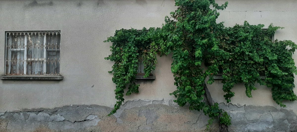 HDerinnn's tweet photo. Bir pencere sadece dışarıyı gösterir; diğeri ise zamanın orada nasıl durduğunu..."
📸📷 https://t.co/4DjiBh30K3