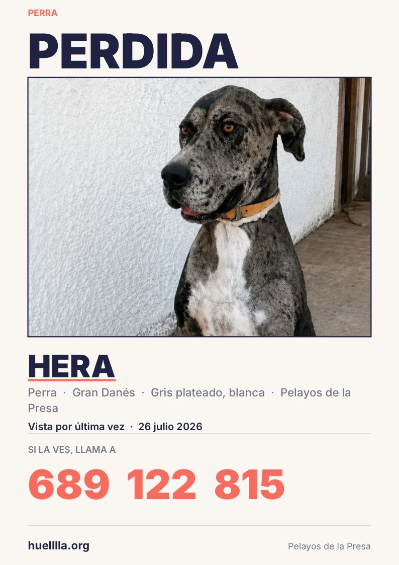 huelllla's tweet photo. Nos ayudas a encontrar a Hera, una hembra Gran Danés, está perdida en Pelayos de la Presa desde el 26/07/2026? Su familia la lleva buscando varios días, pero aún no hubo suerte. 

Fue vista por última vez en calle Muas Oeste, en Pelayos de la Presa. Hembra, tiene chip y lleva un collar marrón claro y blanco, como el de la fotografía. Tiene una cicatriz en el cuarto trasero derecho.

Has visto a esta grandullona? Ayúdanos a correr la voz. https://t.co/cgMx1572RK
