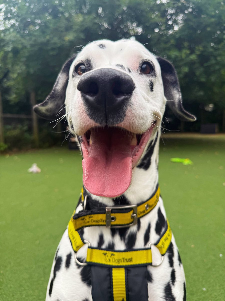 DT_Glasgow's tweet photo. Loki is just the happiest Dalmatian we’ve ever met, and no wonder as he’s been reserved! 🙌🏻🥰 https://t.co/Cl240KxclI