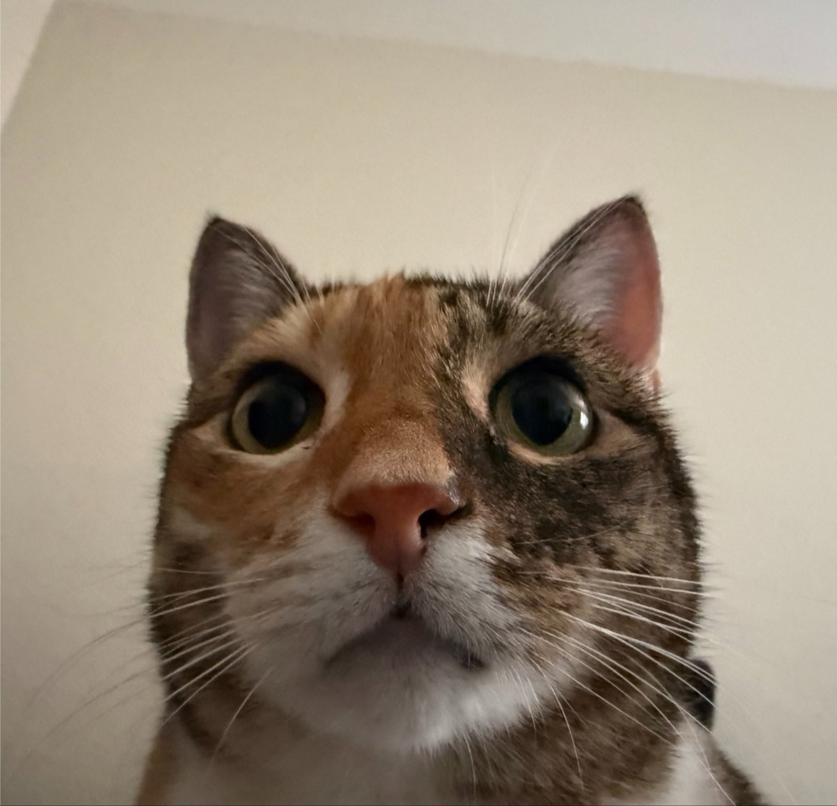 GMO828's tweet photo. Cat https://t.co/4ZgQRxJxSs