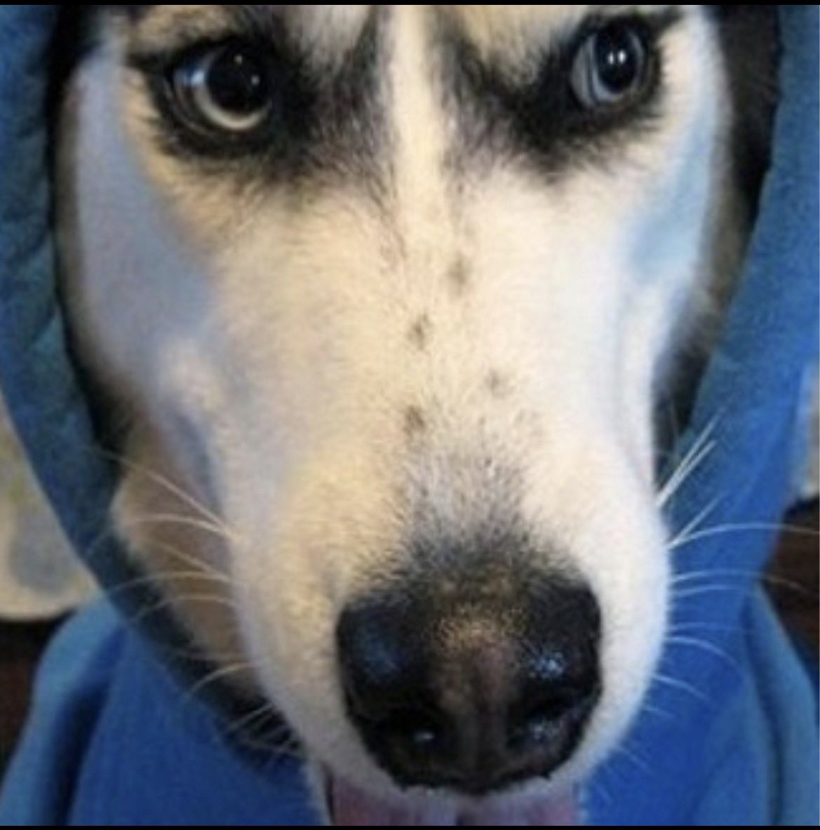 JoeTrencherG's tweet photo. There are dog coins...

then there's the one that feels like it belongs in every Telegram chat

The pack is growing The memes are spreading 

The mission is simple

Make $SPOTTY impossible to ignore https://t.co/I6Vx2ANkGk