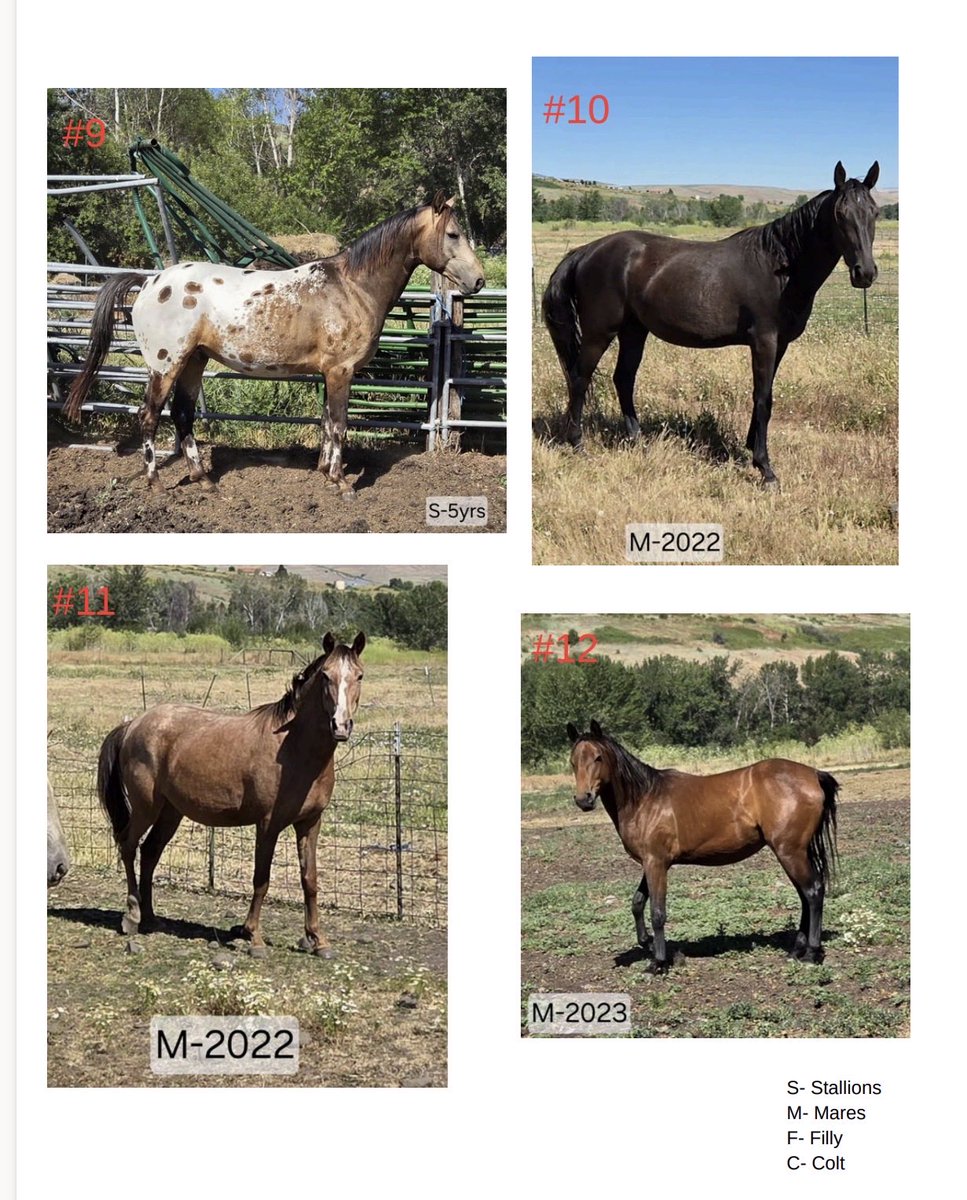 NPT1855's tweet photo. 🐴 HORSES FOR SALE 
 💲Starting at $500
✔️ SOLD AS IS.

Buyer MUST transport animal. No exceptions. 

Serious Inquiries call: Jake 208-621-3515 or text Tyra (208)-791-630 https://t.co/uqTsoMxZ4M