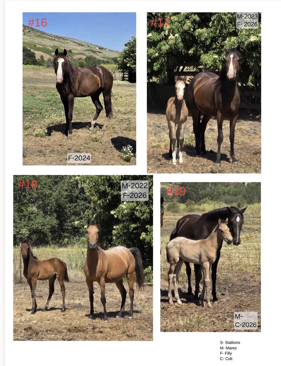 NPT1855's tweet photo. 🐴 HORSES FOR SALE 
 💲Starting at $500
✔️ SOLD AS IS.

Buyer MUST transport animal. No exceptions. 

Serious Inquiries call: Jake 208-621-3515 or text Tyra (208)-791-630 https://t.co/9blozK3cwy