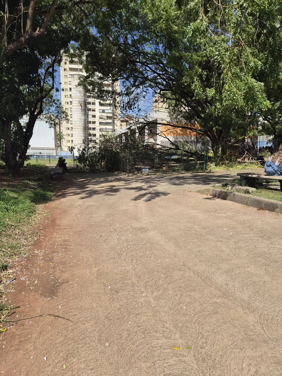taevslou's tweet photo. Nem pegaram as árvores ainda e elas estao bloqueando passagem https://t.co/wfNHUkalBy